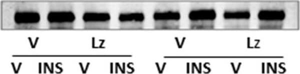 Glutaminase Antibody