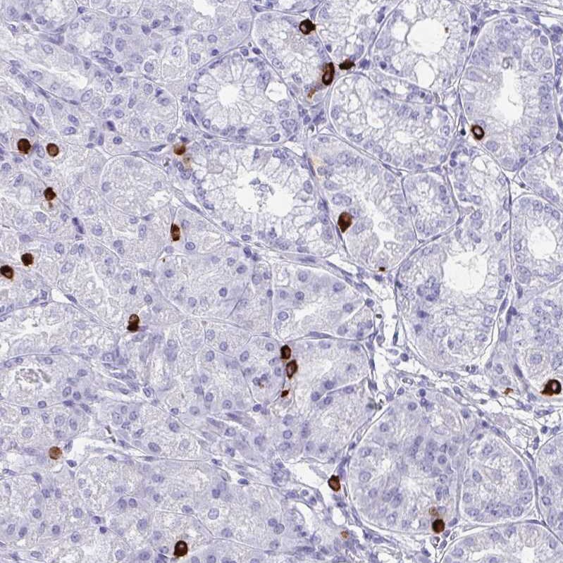 Ghrelin/Obestatin Antibody - BSA Free Immunohistochemistry-Paraffin: Ghrelin/Obestatin Antibody - BSA Free [NBP1-89773]