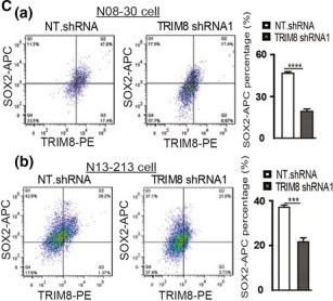 TRIM8 Antibody
