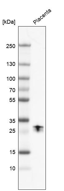 PP14/Glycodelin Antibody - BSA Free Western Blot: PP14/Glycodelin Antibody - BSA Free [NBP1-89781]