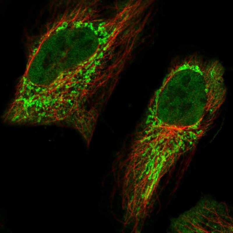 Aminomethyltransferase Antibody - BSA Free Immunocytochemistry/ Immunofluorescence: Aminomethyltransferase Antibody [NBP1-89783]