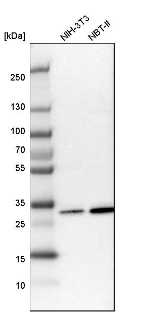 HABP1/C1QBP/GC1q R Antibody - BSA Free Western Blot: HABP1/C1QBP/GC1q R Antibody - BSA Free [NBP1-89790]