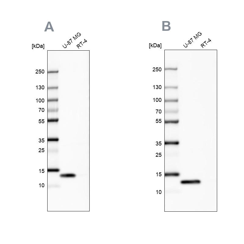 Galectin-1 Antibody - BSA Free Western Blot: Galectin-1 Antibody - BSA Free [NBP1-89791]
