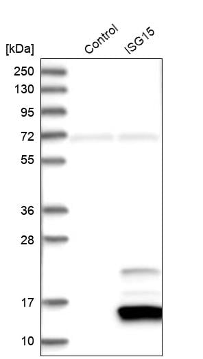 ISG15/UCRP Antibody - BSA Free Western Blot: ISG15/UCRP Antibody - BSA Free [NBP1-89809]