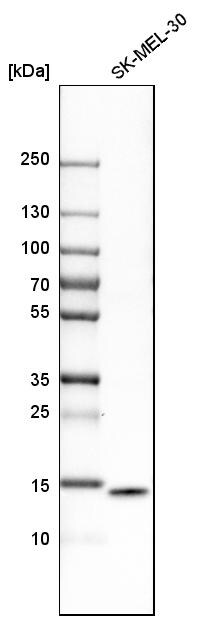 ISG15/UCRP Antibody - BSA Free Western Blot: ISG15/UCRP Antibody - BSA Free [NBP1-89809]