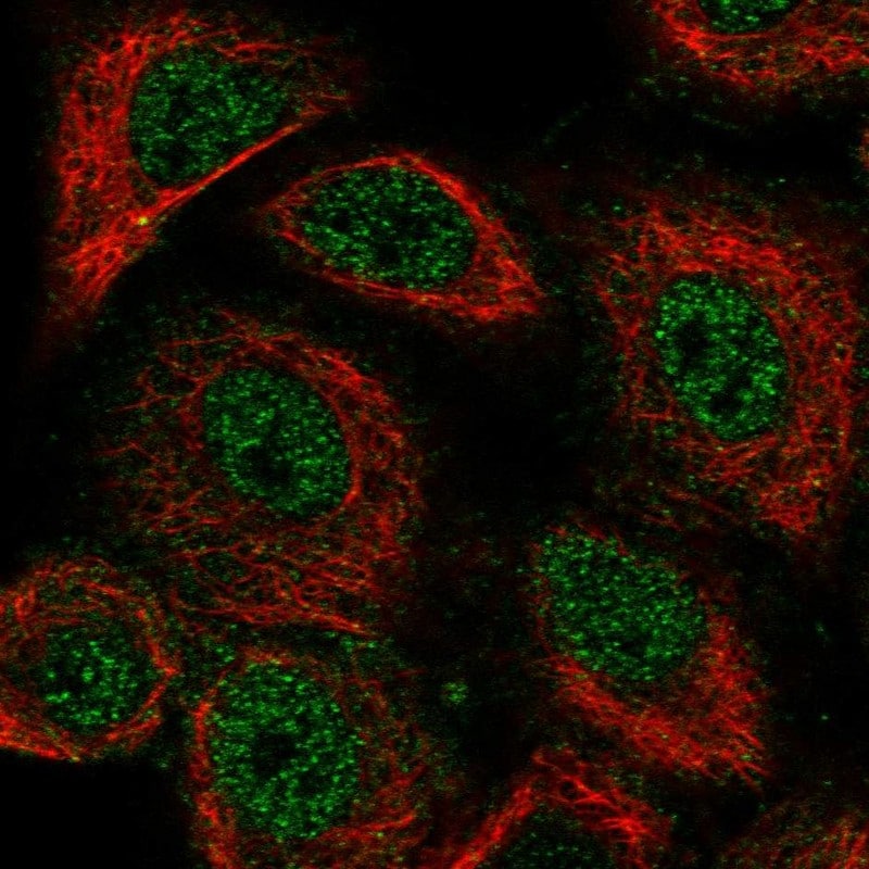 RBFOX3/NeuN Antibody - BSA Free Immunocytochemistry/ Immunofluorescence: RBFOX3/NeuN Antibody - BSA Free [NBP1-89821]