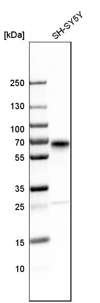 Secretogranin 3 Antibody - BSA Free Western Blot: Secretogranin 3 Antibody - BSA Free [NBP1-89825]