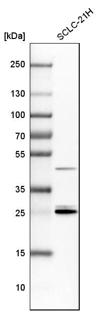 14-3-3 epsilon Antibody - BSA Free Western Blot: 14-3-3 epsilon Antibody - BSA Free [NBP1-89827]