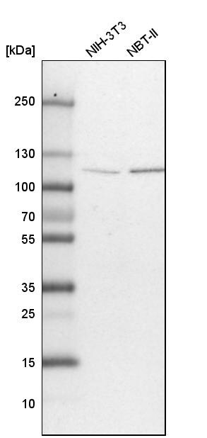 O-GlcNAc Transferase p110 subunit Antibody - BSA Free Western Blot: O-GlcNAc Transferase p110 subunit Antibody - BSA Free [NBP1-89845]