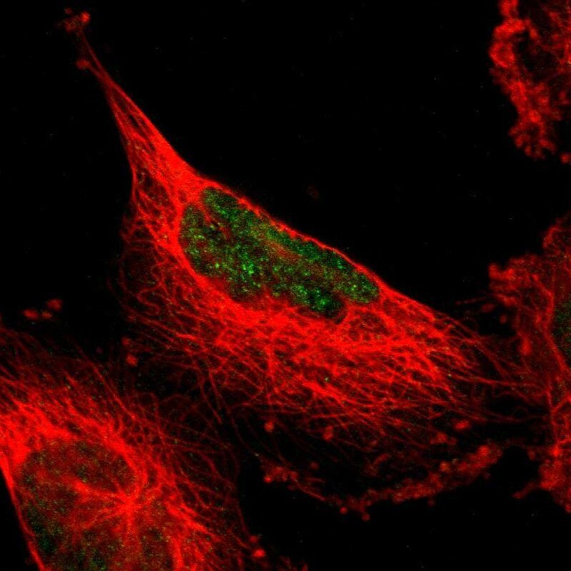 MINA Antibody - BSA Free Immunocytochemistry/ Immunofluorescence: MINA Antibody - BSA Free [NBP1-89862]