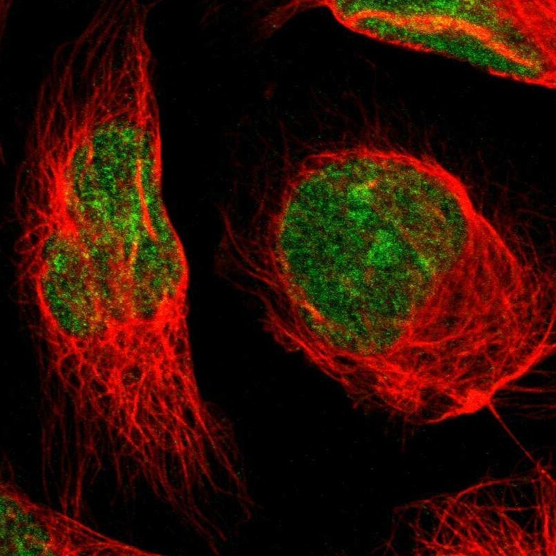 MINA Antibody - BSA Free Immunocytochemistry/ Immunofluorescence: MINA Antibody [NBP1-89863]