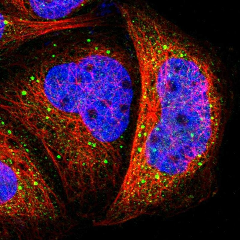 TAO Kinase 1 Antibody - BSA Free Immunocytochemistry/ Immunofluorescence: TAO Kinase 1 Antibody [NBP1-89864]