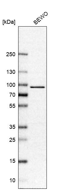 TORC1 Antibody - BSA Free Western Blot: TORC1 Antibody - BSA Free [NBP1-89865]