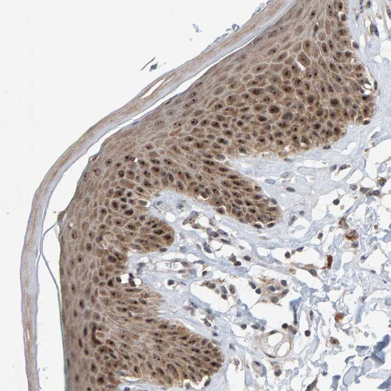 PRAF1 Antibody - BSA Free Immunohistochemistry-Paraffin: PRAF1 Antibody - BSA Free [NBP1-89867]