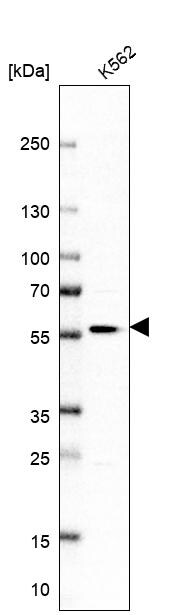 PRAF1 Antibody - BSA Free Western Blot: PRAF1 Antibody - BSA Free [NBP1-89867]