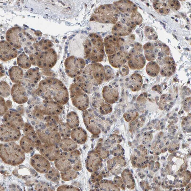 PRAF1 Antibody - BSA Free Immunohistochemistry-Paraffin: PRAF1 Antibody - BSA Free [NBP1-89867]