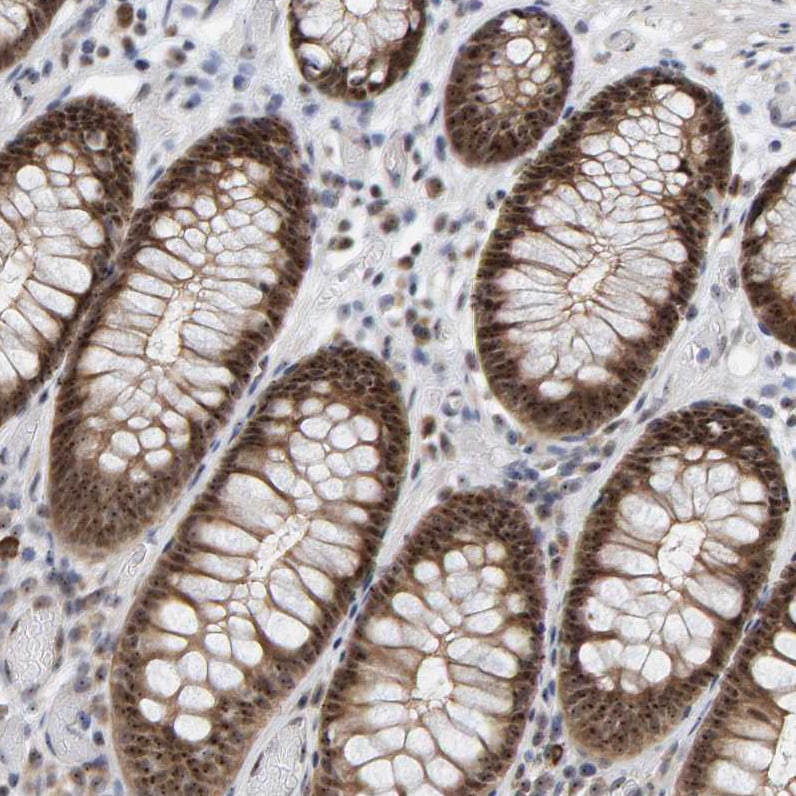 PRAF1 Antibody - BSA Free Immunohistochemistry-Paraffin: PRAF1 Antibody - BSA Free [NBP1-89867]