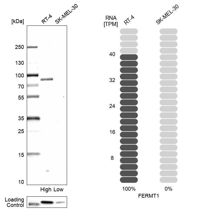 Kindlin Antibody - BSA Free Western Blot: Kindlin Antibody - BSA Free [NBP1-89883]