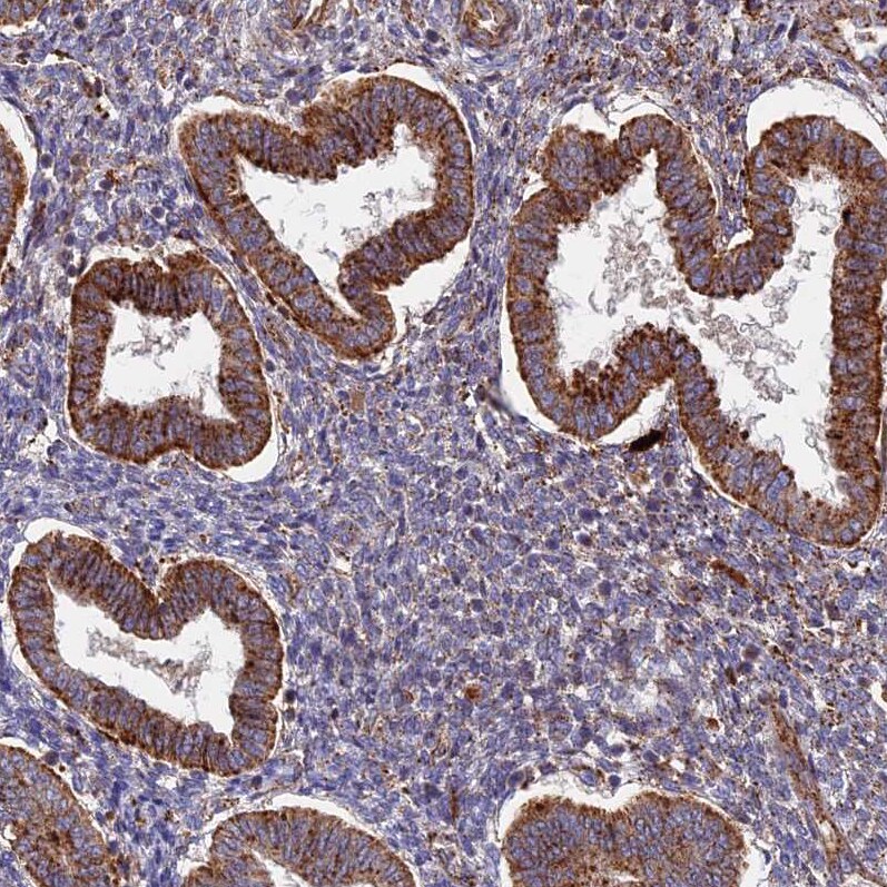 G5pr Antibody - BSA Free Immunohistochemistry-Paraffin: G5pr Antibody [NBP1-89907]