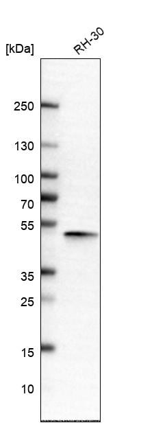 APMAP Antibody - BSA Free Western Blot: APMAP Antibody - BSA Free [NBP1-89927]