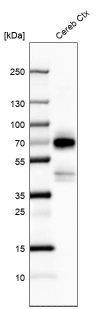 BRN4 Antibody - BSA Free Western Blot: BRN4 Antibody - BSA Free [NBP1-89934]
