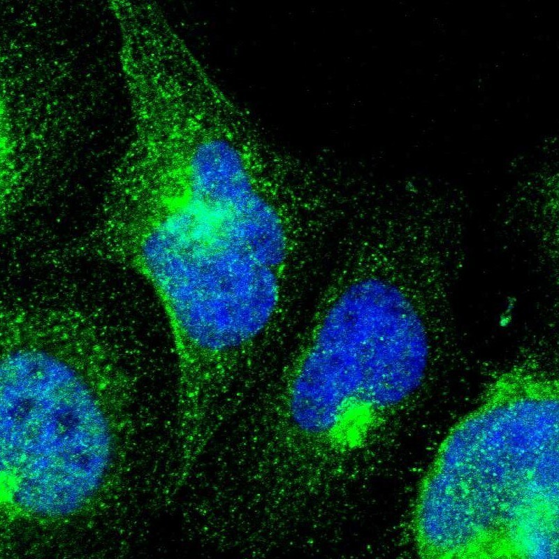 DRIL1 Antibody - BSA Free Immunocytochemistry/ Immunofluorescence: DRIL1 Antibody - BSA Free [NBP1-89938]
