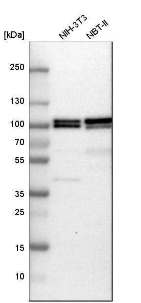 B-Raf Antibody - BSA Free Western Blot: B-Raf Antibody - BSA Free [NBP1-89942]