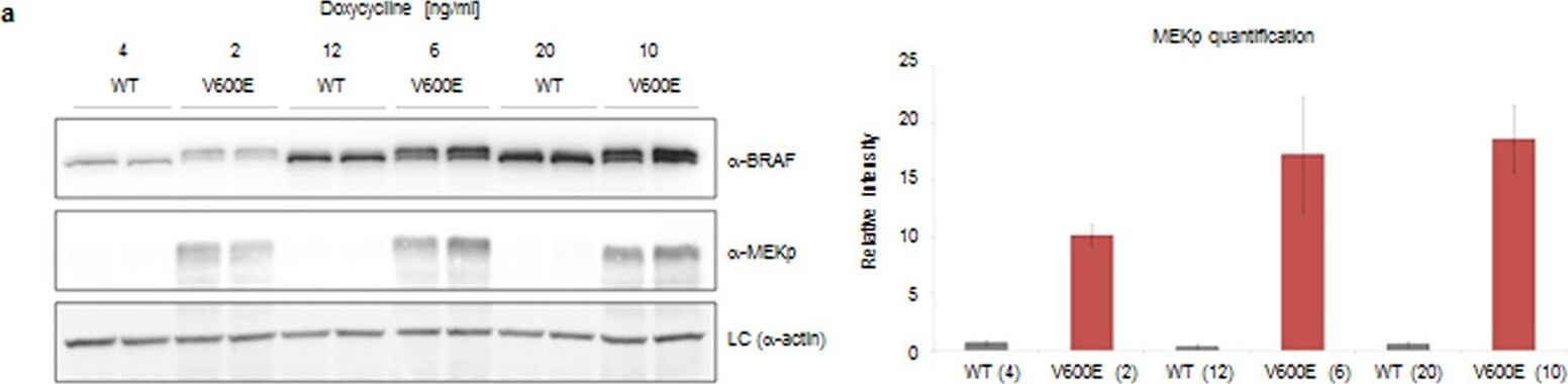 B-Raf Antibody
