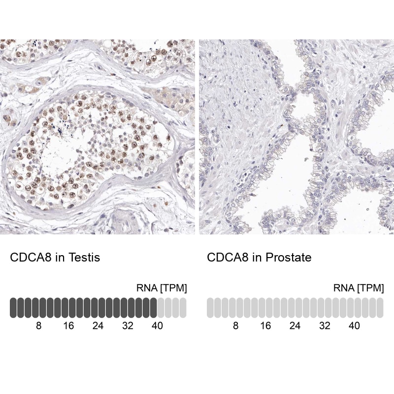 Borealin Antibody - BSA Free Immunohistochemistry-Paraffin: Borealin Antibody - BSA Free [NBP1-89949]