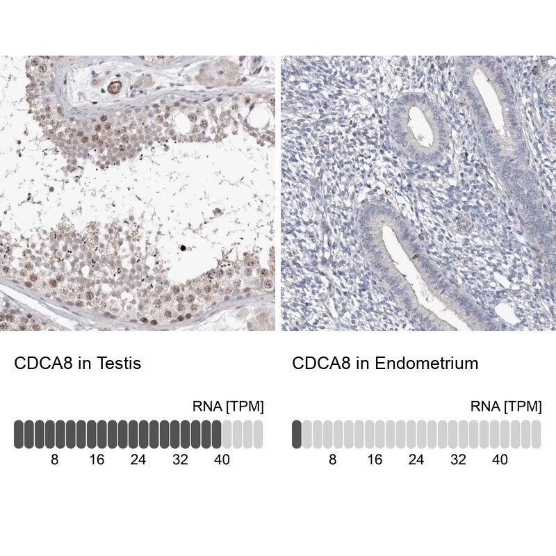 Borealin Antibody - BSA Free Immunohistochemistry-Paraffin: Borealin Antibody - BSA Free [NBP1-89950]