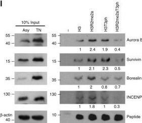 Borealin Antibody
