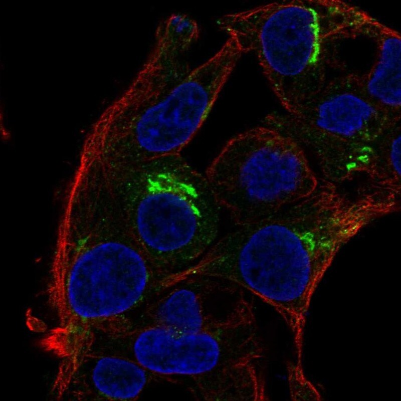 Osteopontin/OPN Antibody - BSA Free Immunocytochemistry/ Immunofluorescence: Osteopontin/OPN Antibody [NBP1-89952]