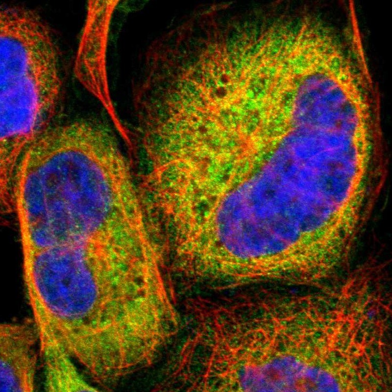 Laminin alpha 3 Antibody - BSA Free Immunocytochemistry/ Immunofluorescence: Laminin alpha 3 Antibody [NBP1-89955]