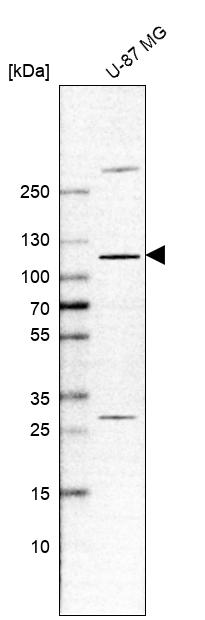 SEC3 Antibody - BSA Free Western Blot: SEC3 Antibody - BSA Free [NBP1-89957]