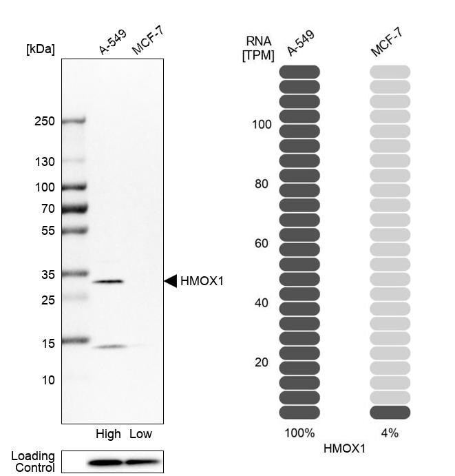 HO-1/HMOX1/HSP32 Antibody - BSA Free Western Blot: HO-1/HMOX1/HSP32 Antibody - BSA Free [NBP1-89964]