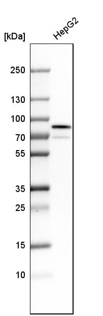 GRP78/HSPA5 Antibody - BSA Free Western Blot: GRP78/HSPA5 Antibody - BSA Free [NBP1-89969]