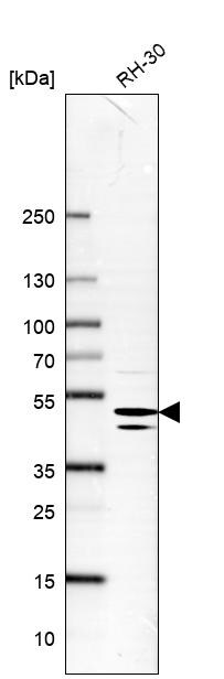 Endophilin B1/Bif-1 Antibody - BSA Free Western Blot: Endophilin B1/Bif-1 Antibody - BSA Free [NBP1-89972]
