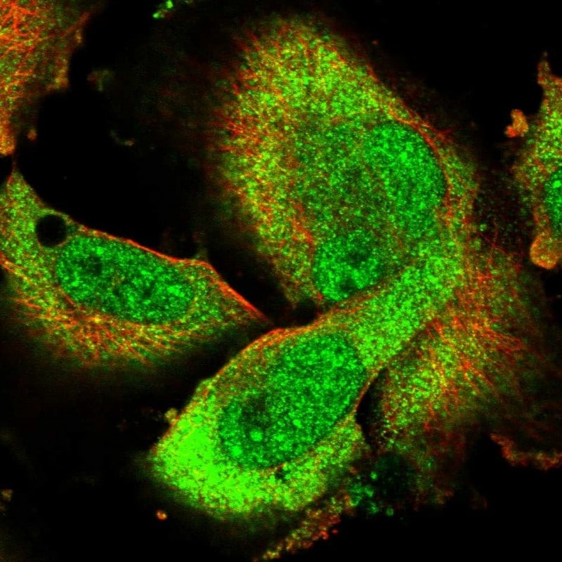 AHR Antibody - BSA Free Immunocytochemistry/ Immunofluorescence: AHR Antibody [NBP1-89974]