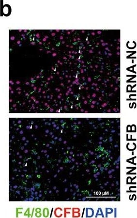 Complement Factor B Antibody - BSA Free