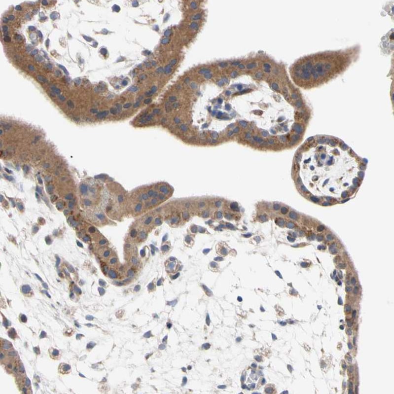 SCL/Tal1 Antibody Immunohistochemistry-Paraffin: SCL/Tal1 Antibody [NBP1-90005]