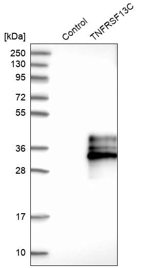 BAFFR/TNFRSF13C Antibody - BSA Free Western Blot: BAFFR/TNFRSF13C Antibody - BSA Free [NBP1-90011]