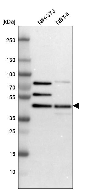 SNF5 Antibody - BSA Free Western Blot: SNF5 Antibody - BSA Free [NBP1-90014]