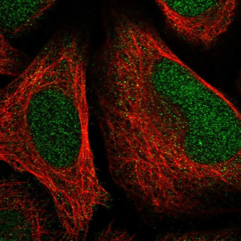 FAM204A Antibody - BSA Free Immunocytochemistry/ Immunofluorescence: FAM204A Antibody [NBP1-90035]
