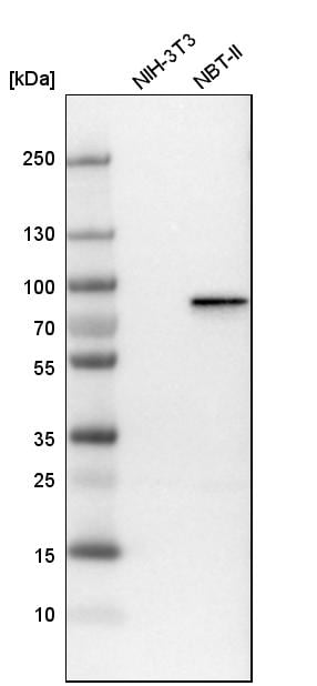 Plakophilin 1 Antibody - BSA Free Western Blot: Plakophilin 1 Antibody - BSA Free [NBP1-90042]