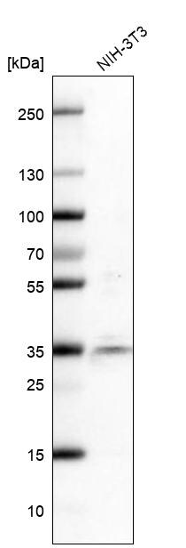 SRp55 Antibody - BSA Free Western Blot: SRp55 Antibody - BSA Free [NBP1-90043]