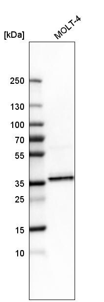 SRp55 Antibody - BSA Free Western Blot: SRp55 Antibody - BSA Free [NBP1-90043]