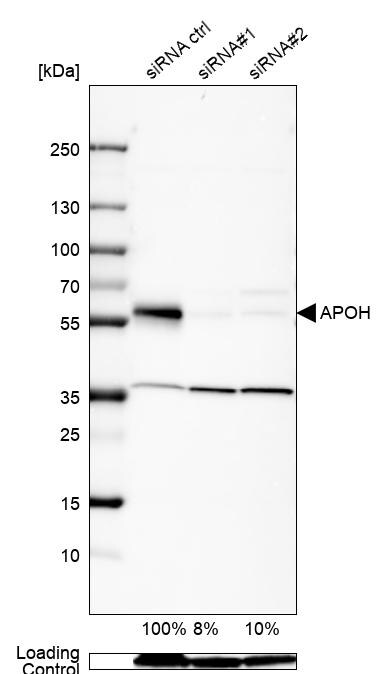 Apolipoprotein H/ApoH Antibody - BSA Free Western Blot: Apolipoprotein H/ApoH Antibody - BSA Free [NBP1-90046]
