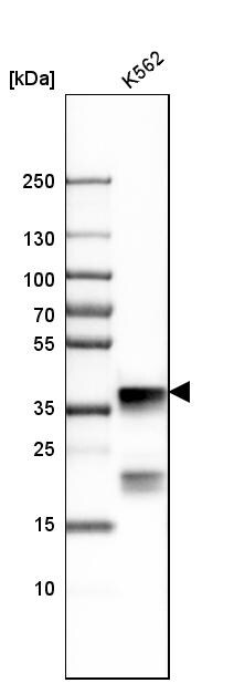 NPM1 Antibody - BSA Free Western Blot: NPM1 Antibody - BSA Free [NBP1-90047]