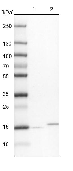 GRIM19 Antibody - BSA Free Western Blot: GRIM19 Antibody - BSA Free [NBP1-90050]
