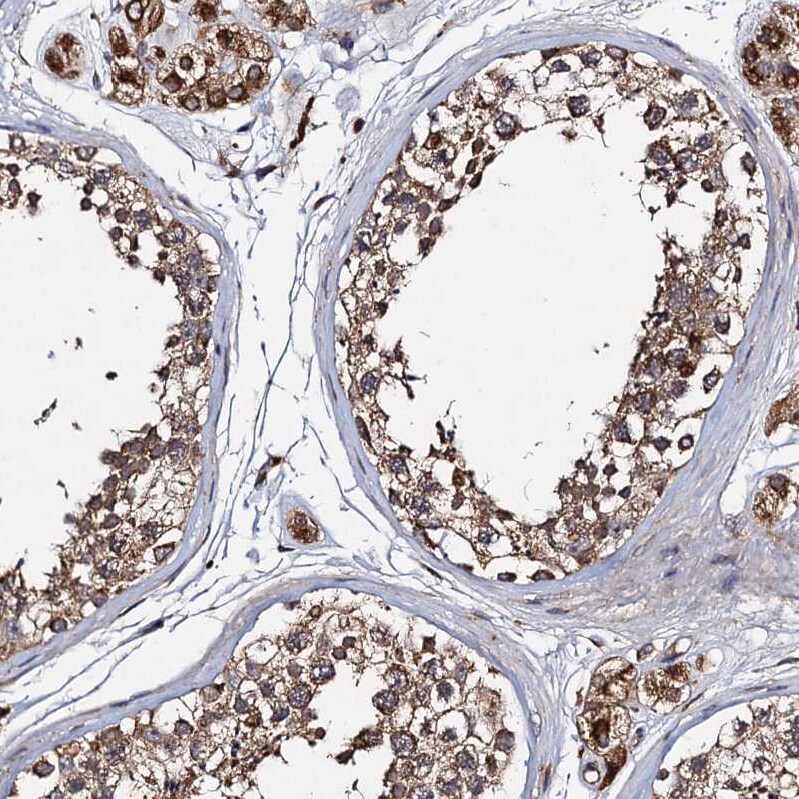 GRIM19 Antibody - BSA Free Immunohistochemistry: GRIM19 Antibody - BSA Free [NBP1-90050]